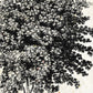 Set de cuatro láminas de arboles. Arboles medianos tronco fino en cm, fondo papel antiguo vintage .-Artwork-Nacnic-Nacnic Estudio SL