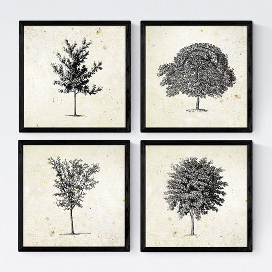 Set de cuatro láminas de arboles. Arboles medianos tronco fino en cm, fondo papel antiguo vintage .-Artwork-Nacnic-Nacnic Estudio SL