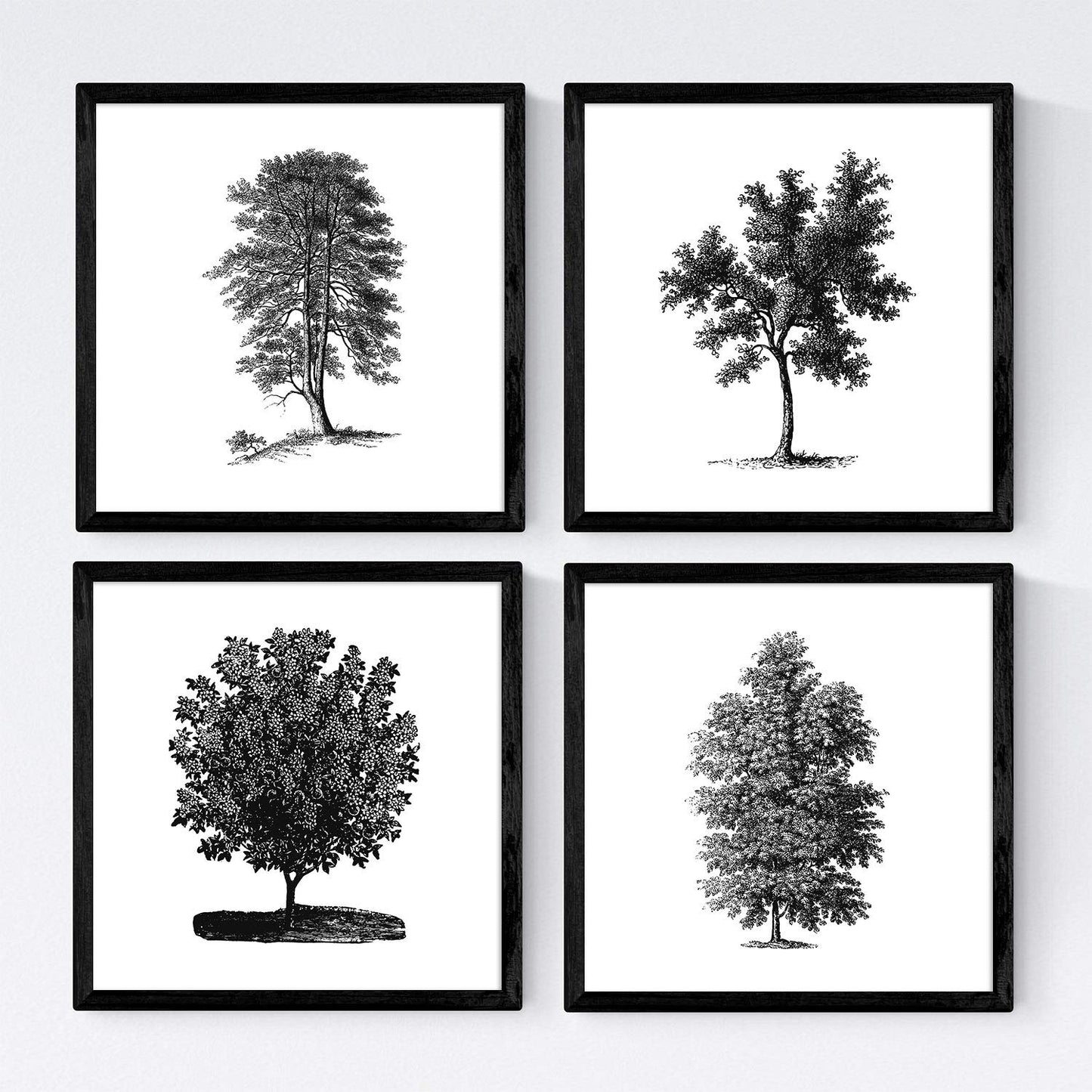 Set de cuatro láminas de arboles. Arboles mix en cm, fondo blanco-Artwork-Nacnic-Nacnic Estudio SL