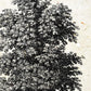 Set de cuatro láminas de arboles. Arboles mix en cm, fondo papel antiguo vintage.-Artwork-Nacnic-Nacnic Estudio SL