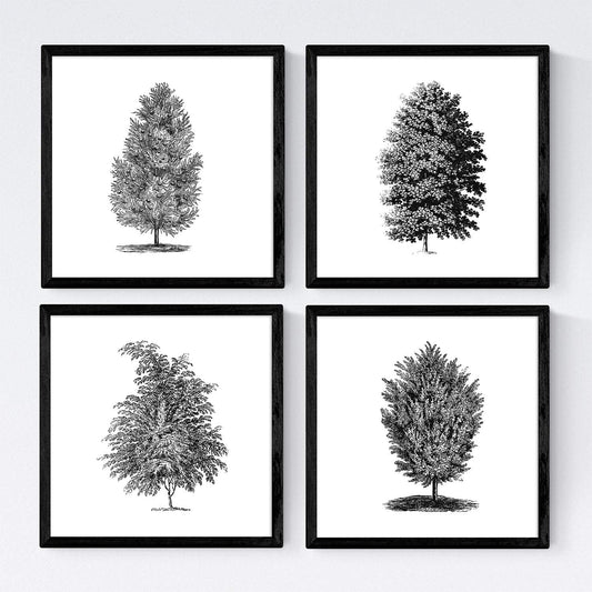 Set de cuatro láminas de arboles. Arboles muy fondosos en cm, fondo blanco-Artwork-Nacnic-Nacnic Estudio SL