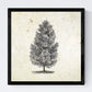 Set de cuatro láminas de arboles. Arboles muy fondosos en cm, fondo papel antiguo vintage.-Artwork-Nacnic-Nacnic Estudio SL
