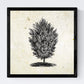 Set de cuatro láminas de arboles. Arboles muy fondosos en cm, fondo papel antiguo vintage.-Artwork-Nacnic-Nacnic Estudio SL