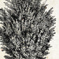 Set de cuatro láminas de arboles. Arboles muy fondosos en cm, fondo papel antiguo vintage.-Artwork-Nacnic-Nacnic Estudio SL