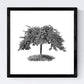 Set de cuatro láminas de arboles. Arboles ornamentales en cm, fondo blanco.-Artwork-Nacnic-Nacnic Estudio SL