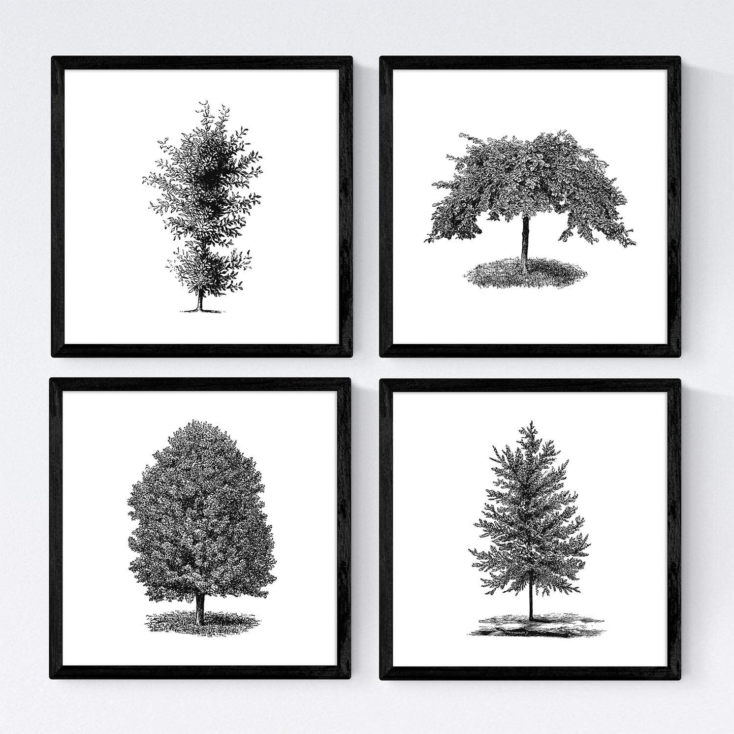 Set de cuatro láminas de arboles. Arboles ornamentales en cm, fondo blanco.-Artwork-Nacnic-Nacnic Estudio SL
