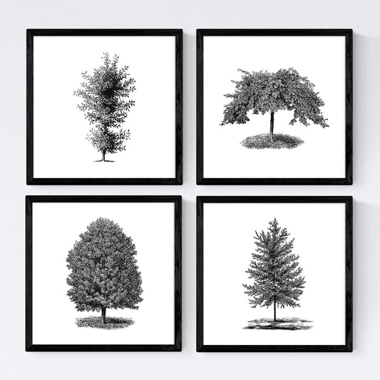 Set de cuatro láminas de arboles. Arboles ornamentales en cm, fondo blanco.-Artwork-Nacnic-Nacnic Estudio SL