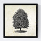 Set de cuatro láminas de arboles. Arboles ornamentales en cm, fondo papel antiguo vintage Poster papel 250 gr.-Artwork-Nacnic-Nacnic Estudio SL