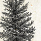 Set de cuatro láminas de arboles. Arboles ornamentales en cm, fondo papel antiguo vintage Poster papel 250 gr.-Artwork-Nacnic-Nacnic Estudio SL