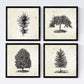 Set de cuatro láminas de arboles. Arboles ornamentales en cm, fondo papel antiguo vintage Poster papel 250 gr.-Artwork-Nacnic-Nacnic Estudio SL