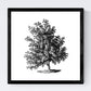 Set de cuatro láminas de arboles. Arboles ramas frondosas en cm, fondo blanco .-Artwork-Nacnic-Nacnic Estudio SL