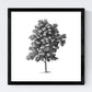 Set de cuatro láminas de arboles. Arboles ramas frondosas en cm, fondo blanco .-Artwork-Nacnic-Nacnic Estudio SL