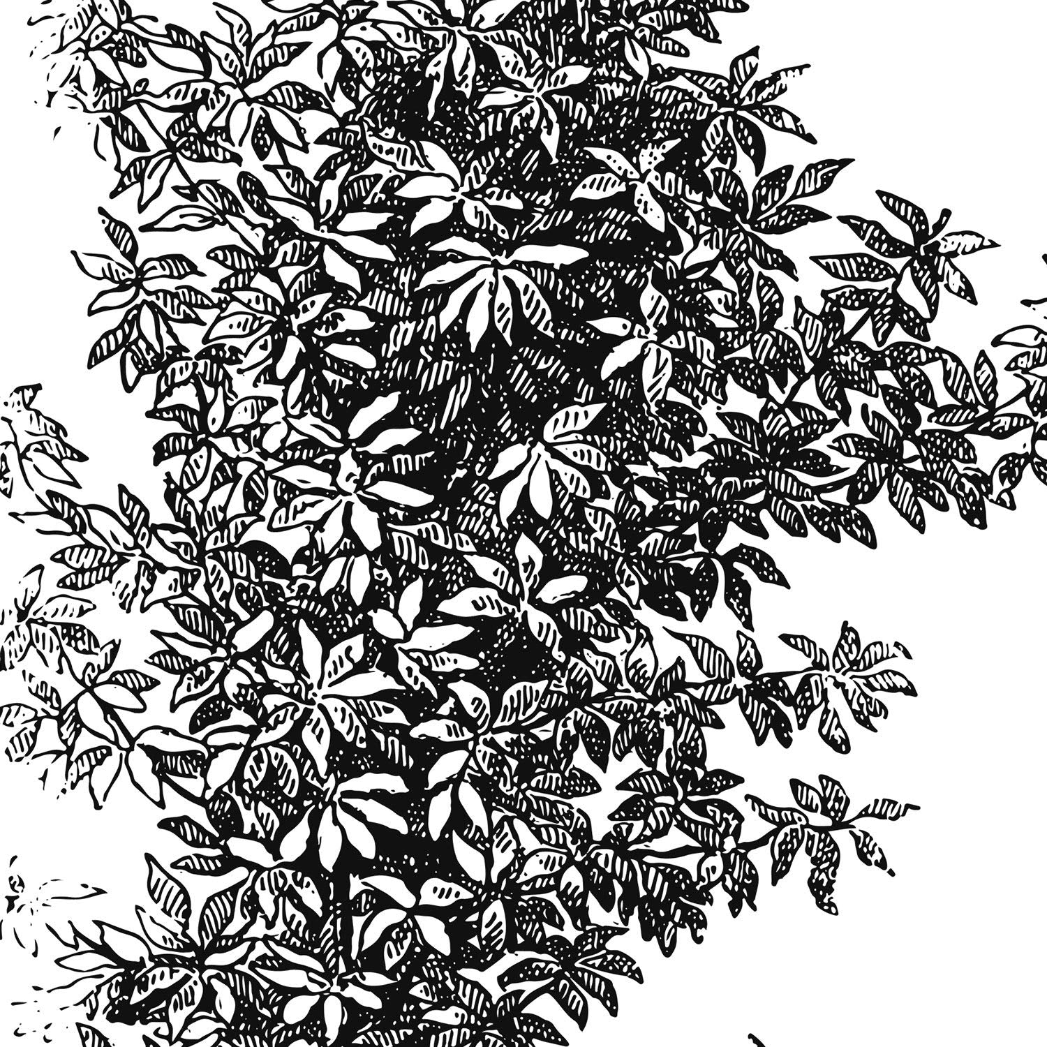 Set de cuatro láminas de arboles. Arboles ramas frondosas en cm, fondo blanco .-Artwork-Nacnic-Nacnic Estudio SL