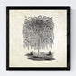 Set de cuatro láminas de arboles. Arboles sauces en cm, fondo papel antiguo vintage.-Artwork-Nacnic-Nacnic Estudio SL