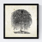 Set de cuatro láminas de arboles. Arboles sauces en cm, fondo papel antiguo vintage.-Artwork-Nacnic-Nacnic Estudio SL