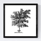 Set de cuatro láminas de arboles. Arboles sin flores en cm, fondo blanco.-Artwork-Nacnic-Nacnic Estudio SL