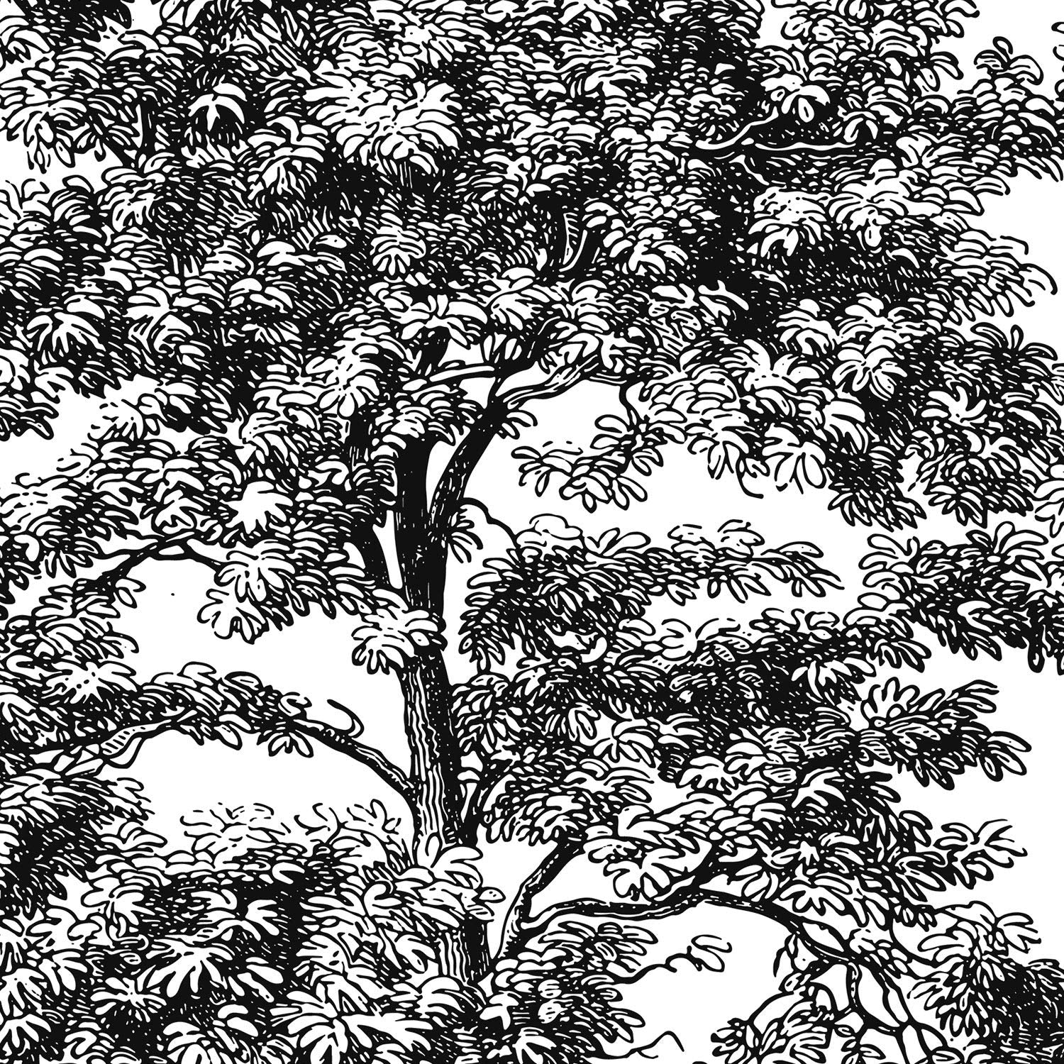 Set de cuatro láminas de arboles. Arboles sin flores en cm, fondo blanco.-Artwork-Nacnic-Nacnic Estudio SL