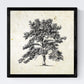 Set de cuatro láminas de arboles. Arboles sin flores en cm, fondo papel antiguo vintage .-Artwork-Nacnic-Nacnic Estudio SL