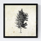 Set de cuatro láminas de arboles. Arboles sin flores en cm, fondo papel antiguo vintage .-Artwork-Nacnic-Nacnic Estudio SL