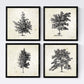 Set de cuatro láminas de arboles. Arboles sin flores en cm, fondo papel antiguo vintage .-Artwork-Nacnic-Nacnic Estudio SL