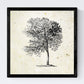 Set de cuatro láminas de arboles. Arboles sin frutos en cm, fondo papel antiguo vintage.-Artwork-Nacnic-Nacnic Estudio SL