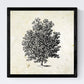 Set de cuatro láminas de arboles. Arboles sin frutos en cm, fondo papel antiguo vintage.-Artwork-Nacnic-Nacnic Estudio SL