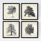 Set de cuatro láminas de arboles. Arboles sin frutos en cm, fondo papel antiguo vintage.-Artwork-Nacnic-Nacnic Estudio SL