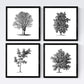 Set de cuatro láminas de arboles. Arboles sin y con hoja en cm, fondo papel antiguo vintage .-Artwork-Nacnic-Nacnic Estudio SL