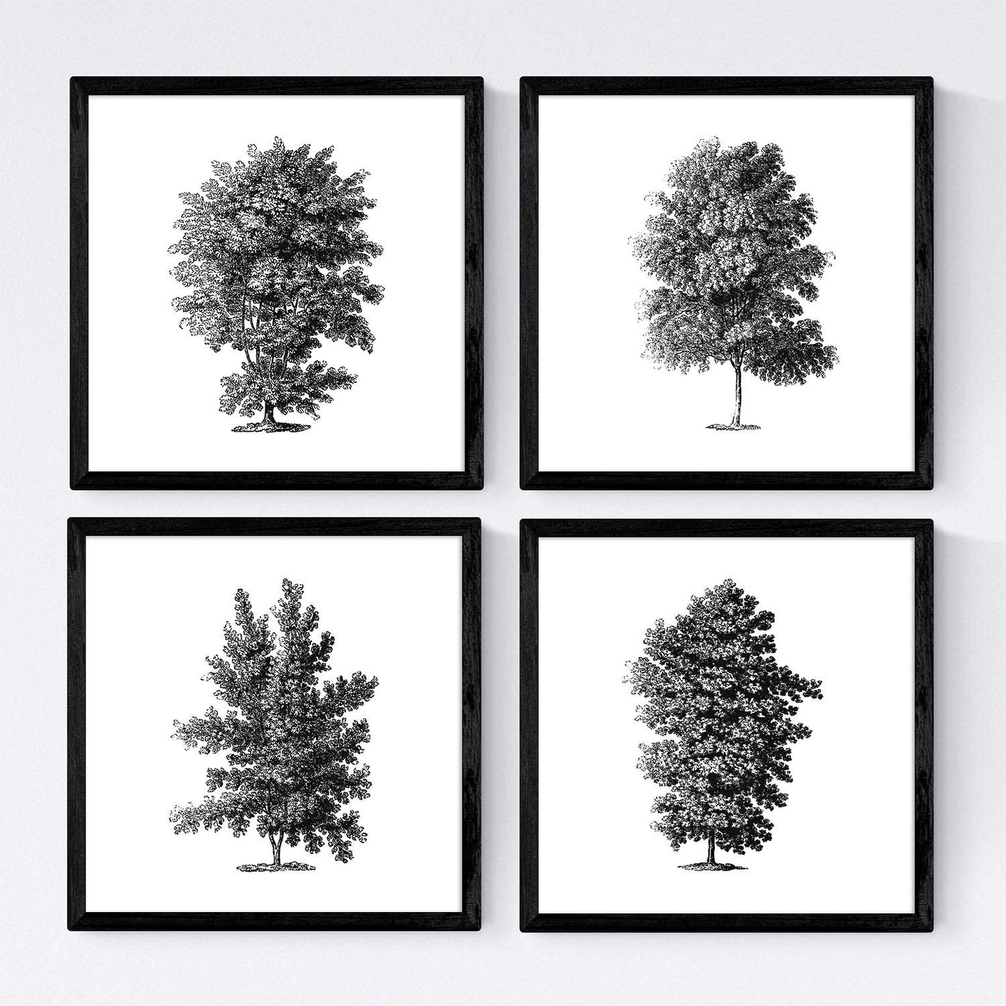 Set de cuatro láminas de arboles. Arboles talla alta en cm, fondo blanco .-Artwork-Nacnic-Nacnic Estudio SL