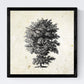 Set de cuatro láminas de arboles. Arboles talla alta en cm, fondo papel antiguo vintage.-Artwork-Nacnic-Nacnic Estudio SL