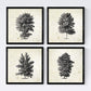 Set de cuatro láminas de arboles. Arboles talla alta en cm, fondo papel antiguo vintage.-Artwork-Nacnic-Nacnic Estudio SL