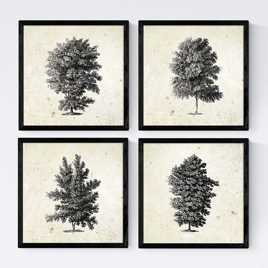 Set de cuatro láminas de arboles. Arboles talla alta en cm, fondo papel antiguo vintage.-Artwork-Nacnic-Nacnic Estudio SL