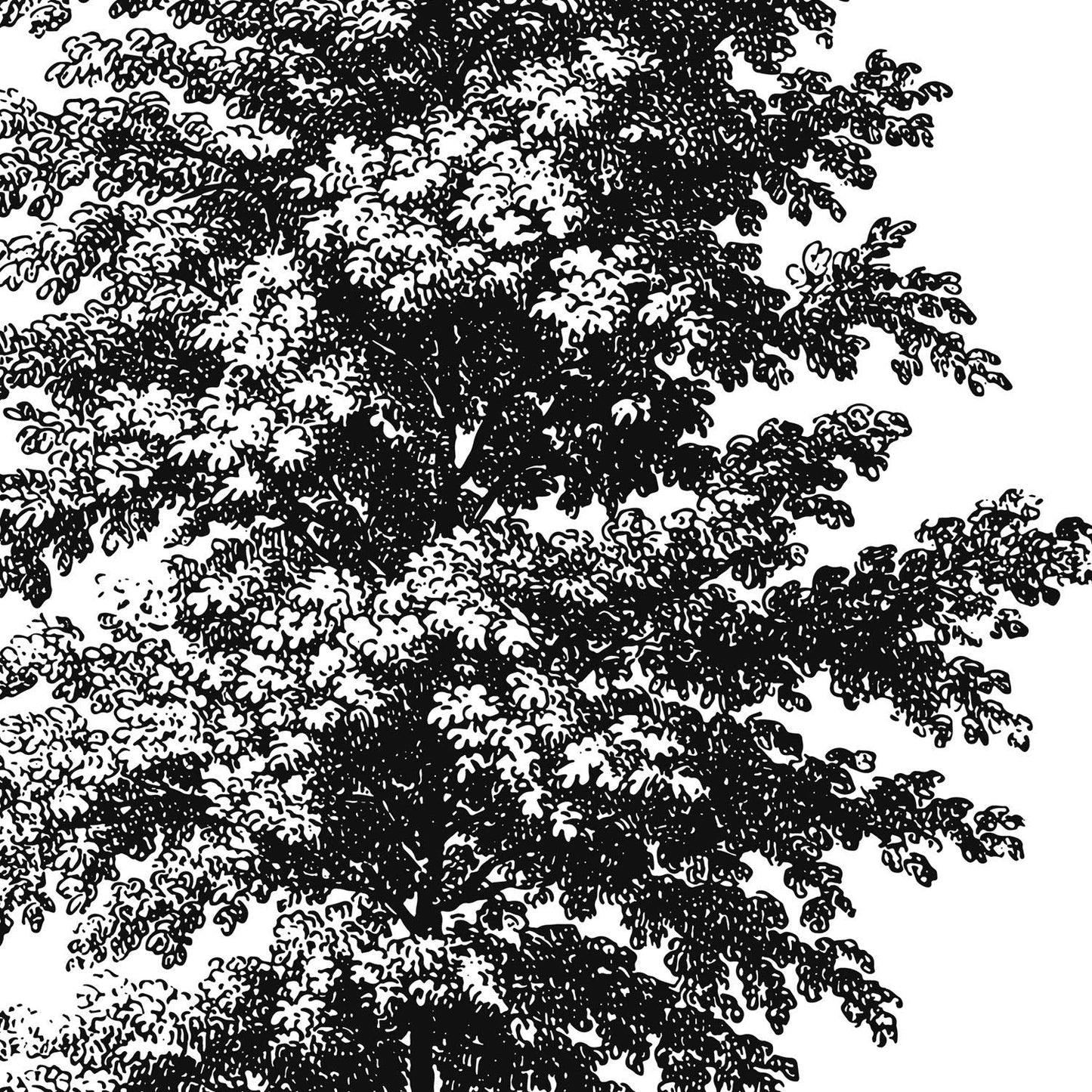 Set de cuatro láminas de arboles. Arboles tronco fino en cm, fondo blanco .-Artwork-Nacnic-Nacnic Estudio SL