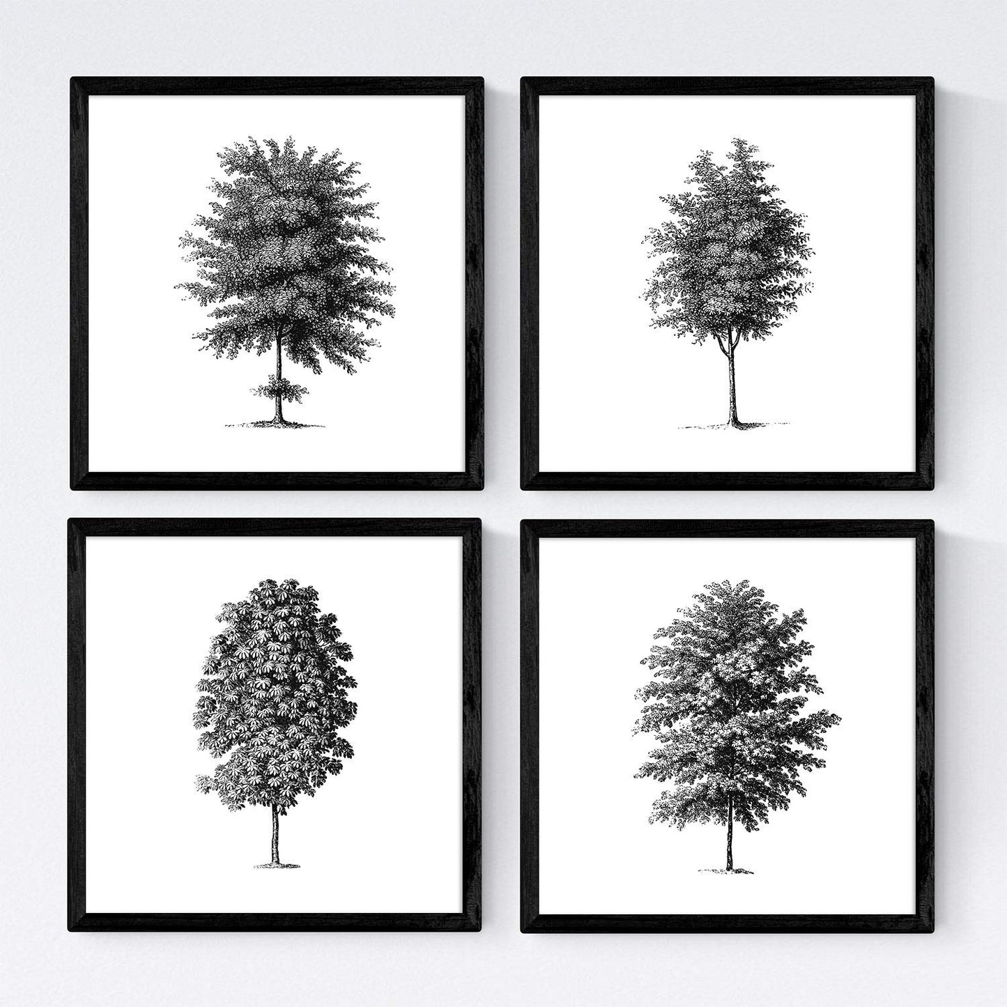 Set de cuatro láminas de arboles. Arboles tronco fino en cm, fondo blanco .-Artwork-Nacnic-Nacnic Estudio SL