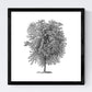 Set de cuatro láminas de arboles. Arboles tronco medio en cm, fondo blanco.-Artwork-Nacnic-Nacnic Estudio SL