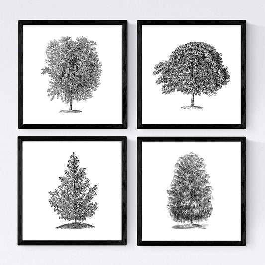 Set de cuatro láminas de arboles. Arboles tronco medio en cm, fondo blanco.-Artwork-Nacnic-Nacnic Estudio SL