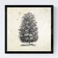 Set de cuatro láminas de arboles. Arboles tronco medio en cm, fondo papel antiguo vintage.-Artwork-Nacnic-Nacnic Estudio SL