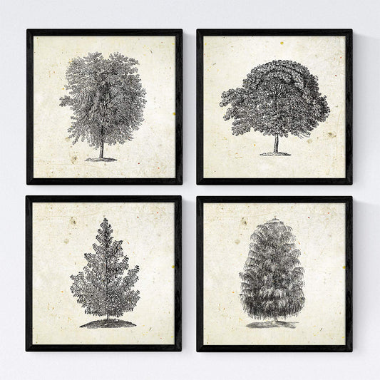 Set de cuatro láminas de arboles. Arboles tronco medio en cm, fondo papel antiguo vintage.-Artwork-Nacnic-Nacnic Estudio SL