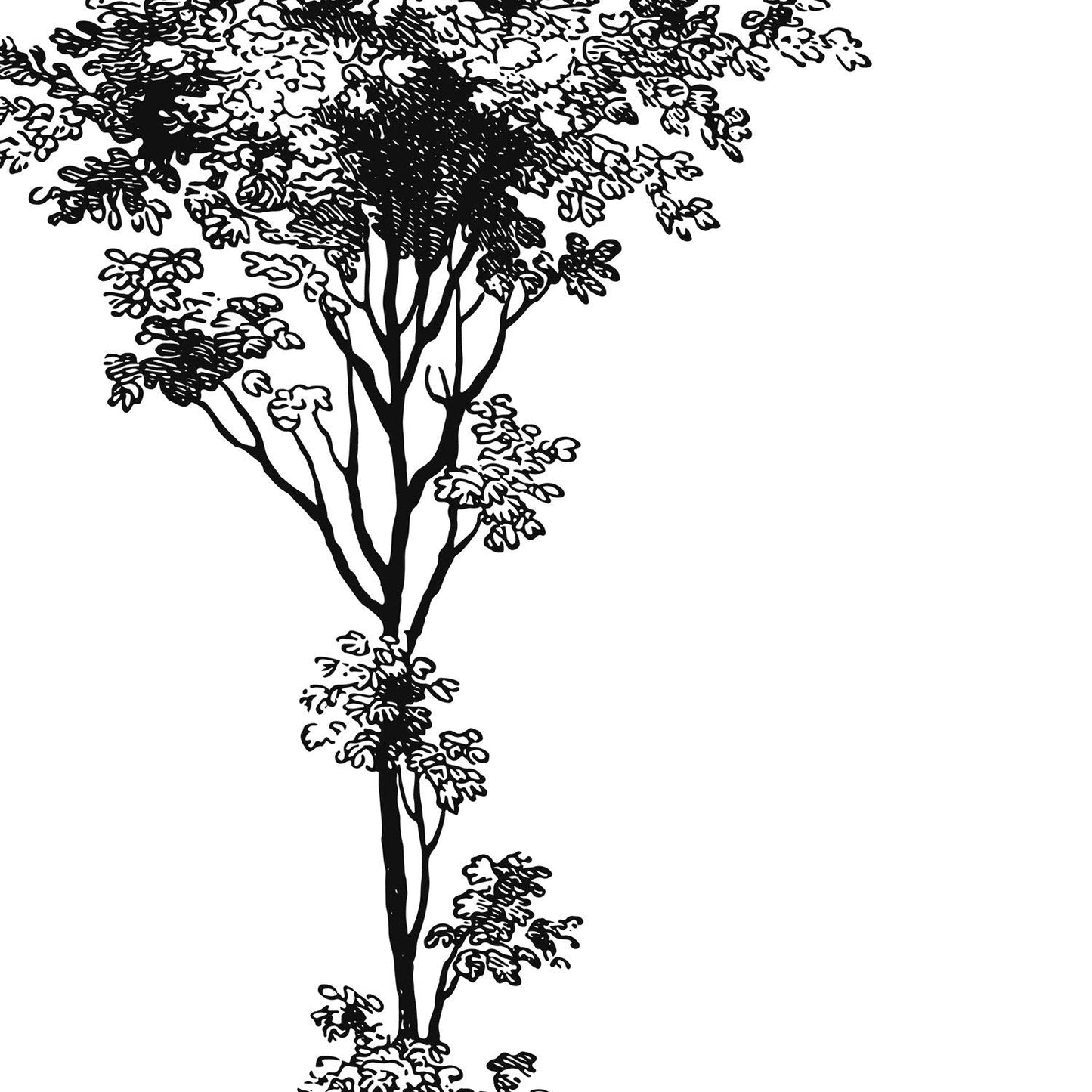 Set de cuatro láminas de arboles. Arboles troncos variados en cm, fondo blanco.-Artwork-Nacnic-Nacnic Estudio SL