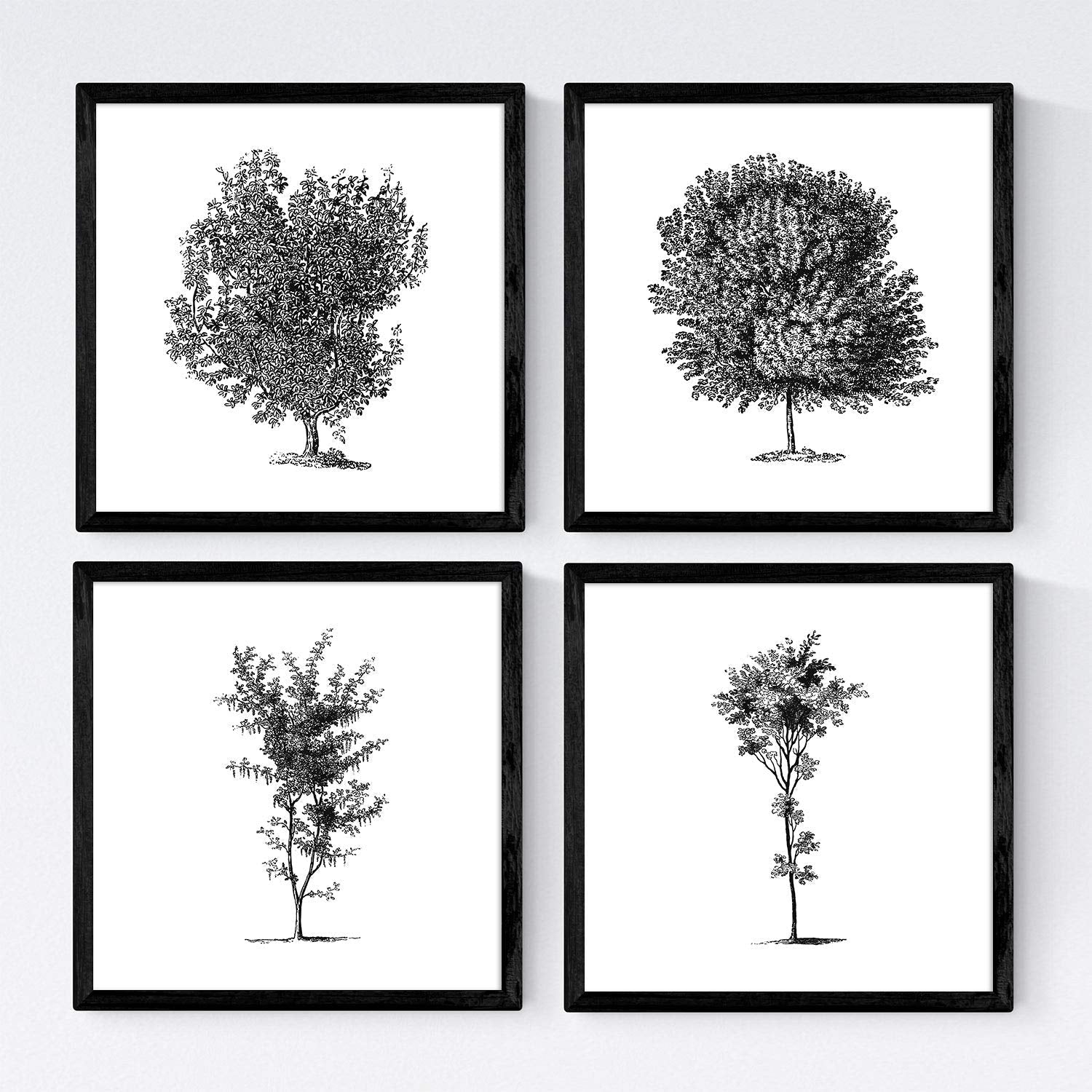 Set de cuatro láminas de arboles. Arboles troncos variados en cm, fondo blanco.-Artwork-Nacnic-Nacnic Estudio SL