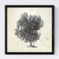 Set de cuatro láminas de arboles. Arboles troncos variados en cm, fondo papel antiguo vintage.-Artwork-Nacnic-Nacnic Estudio SL