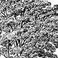 Set de cuatro láminas de arboles. Arboles variados en cm, fondo blanco .-Artwork-Nacnic-Nacnic Estudio SL