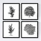 Set de cuatro láminas de arboles. Arboles variados en cm, fondo blanco .-Artwork-Nacnic-Nacnic Estudio SL