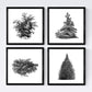 Set de cuatro láminas de arboles. Arboles y arbustos en cm, fondo blanco.-Artwork-Nacnic-Nacnic Estudio SL