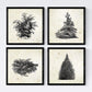 Set de cuatro láminas de arboles. Arboles y arbustos en cm, fondo papel antiguo vintage.-Artwork-Nacnic-Nacnic Estudio SL