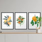 Set de láminas Cítricos. Pósters con ilustraciones de plantas y flores en estilo acuarela.-Artwork-Nacnic-Nacnic Estudio SL