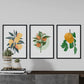 Set de láminas Cítricos. Pósters con ilustraciones de plantas y flores en estilo acuarela.-Artwork-Nacnic-Nacnic Estudio SL
