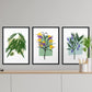 Set de láminas Flores. Pósters con ilustraciones de plantas y flores en estilo acuarela.-Artwork-Nacnic-Nacnic Estudio SL