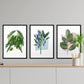 Set de láminas Hojas. Pósters con ilustraciones de plantas y flores en estilo acuarela.-Artwork-Nacnic-Nacnic Estudio SL