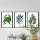 Set de láminas Hojas. Pósters con ilustraciones de plantas y flores en estilo acuarela.-Artwork-Nacnic-Nacnic Estudio SL